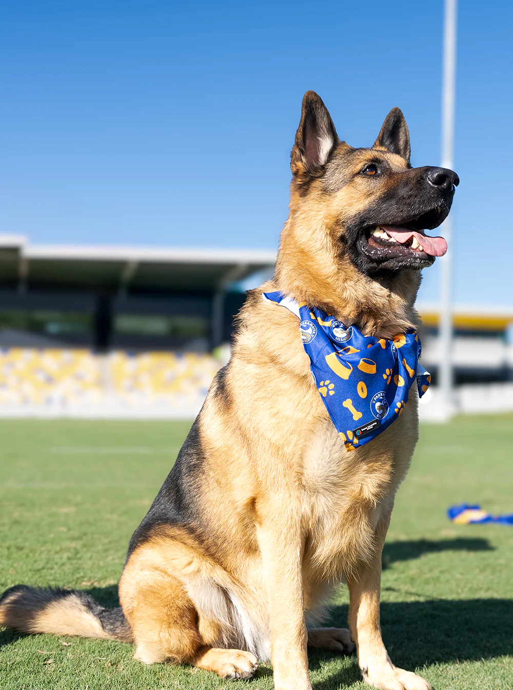Parramatta Eels NRL Pet Bandana - Image 3