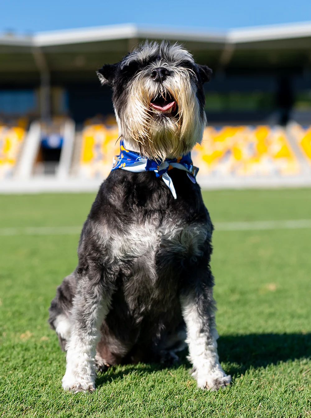 Parramatta Eels NRL Pet Bandana - Image 4