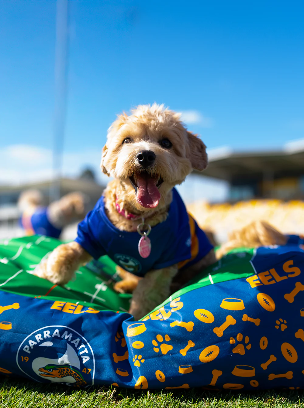 Parramatta Eels NRL Pet Bed - Image 3