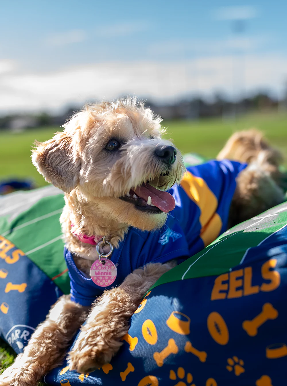 Parramatta Eels NRL Pet Bed - Image 4