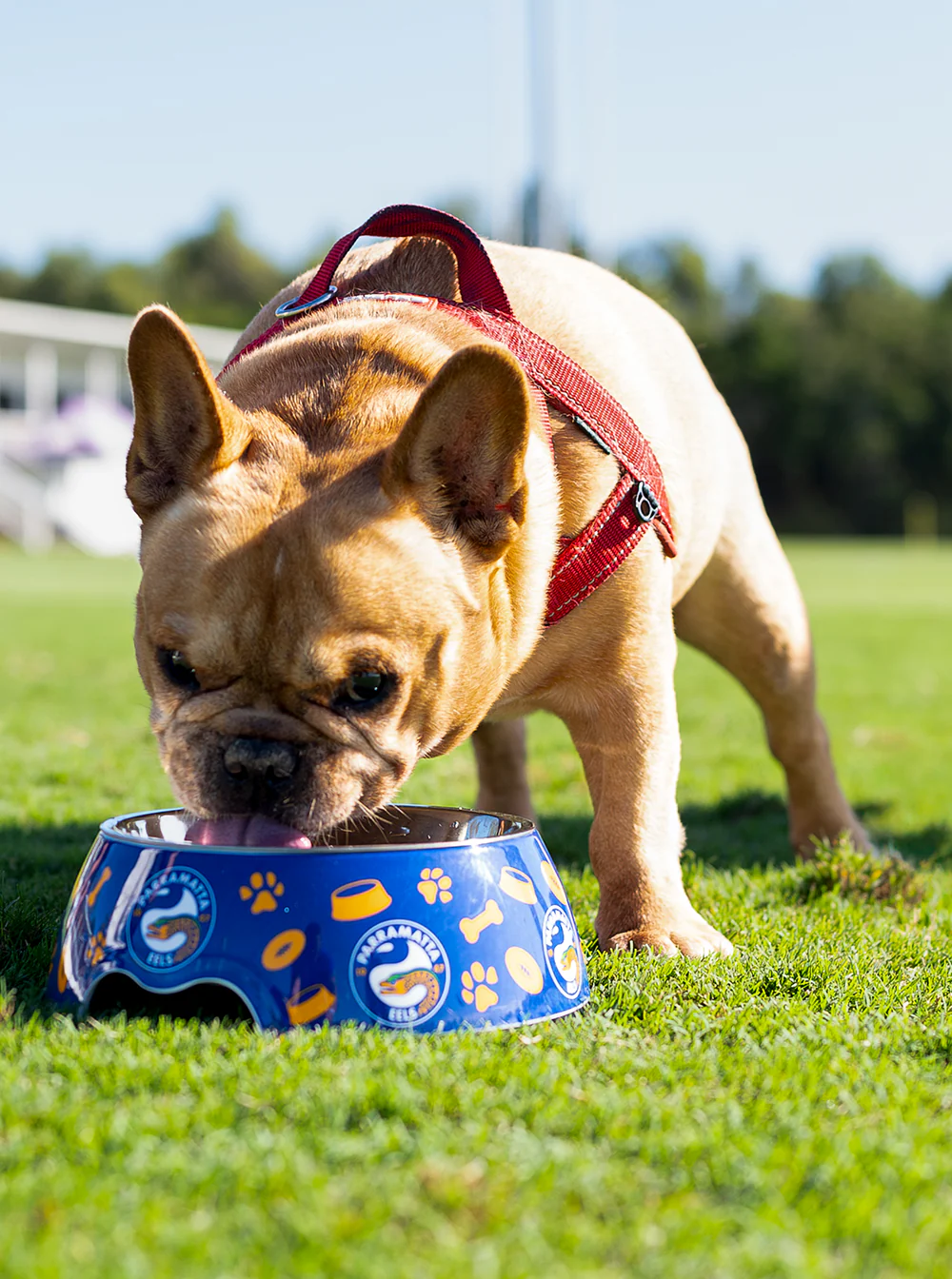 Parramatta Eels NRL Pet Bowl - Image 3