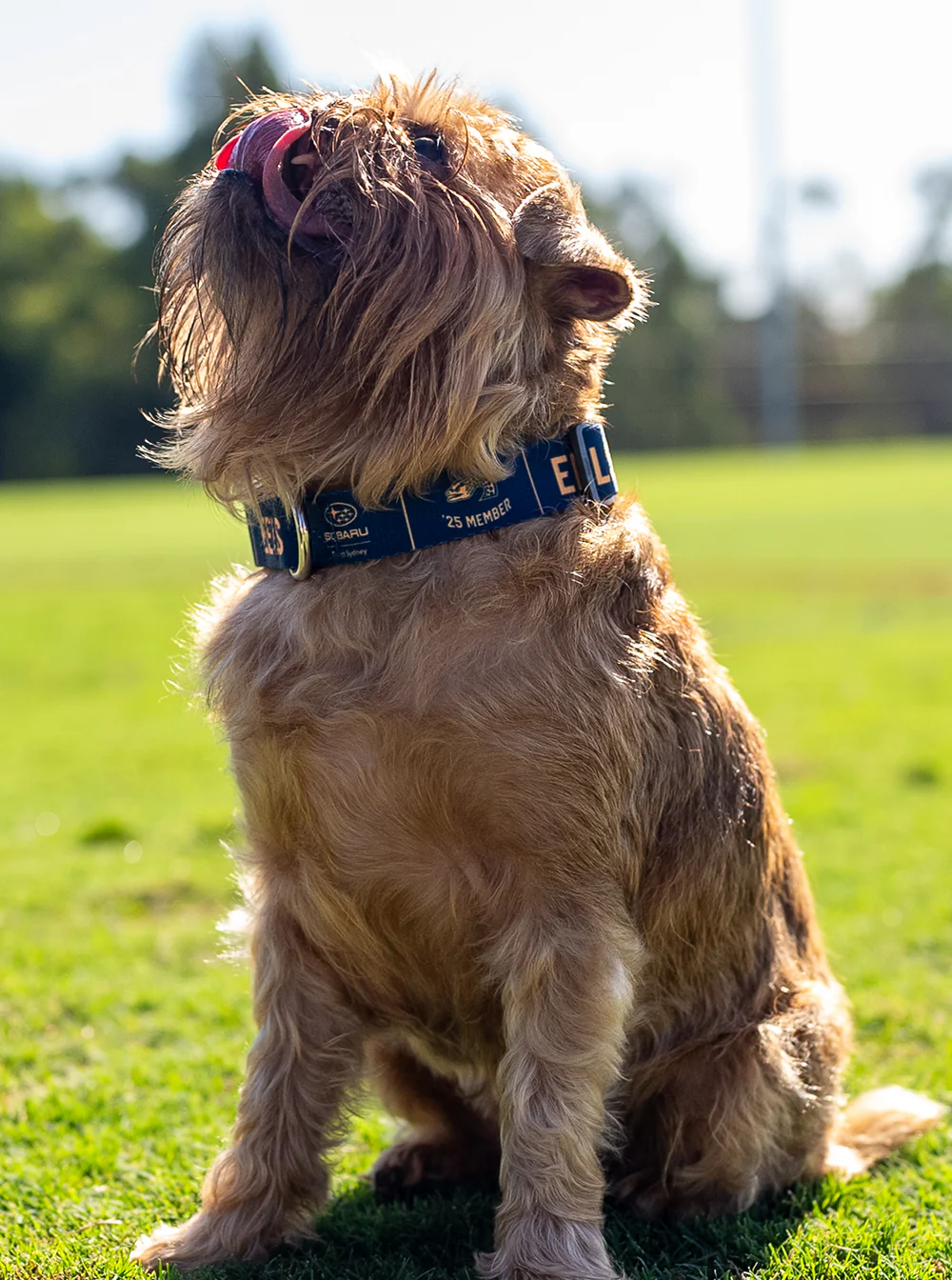 Parramatta Eels NRL Pet Collar - Image 3