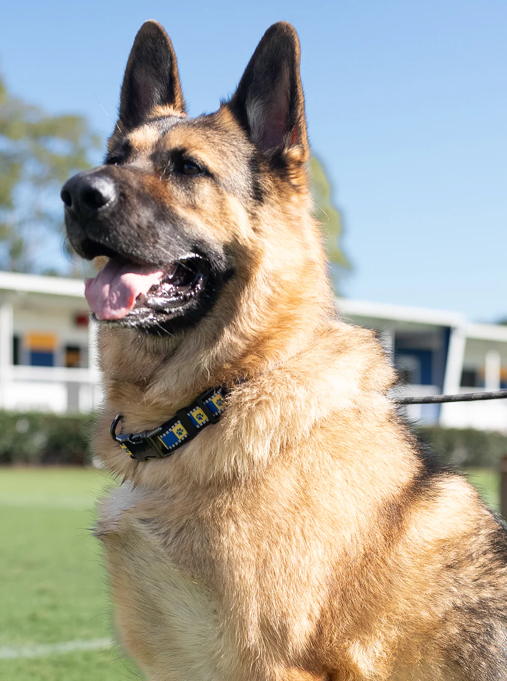 Parramatta Eels NRL Pet Collar - Image 4