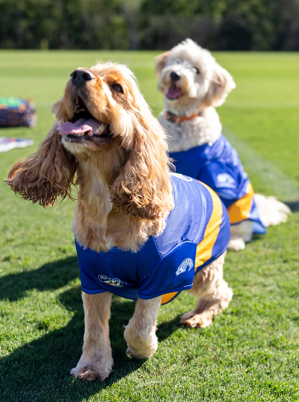 Parramatta Eels NRL Pet Jersey - Image 3