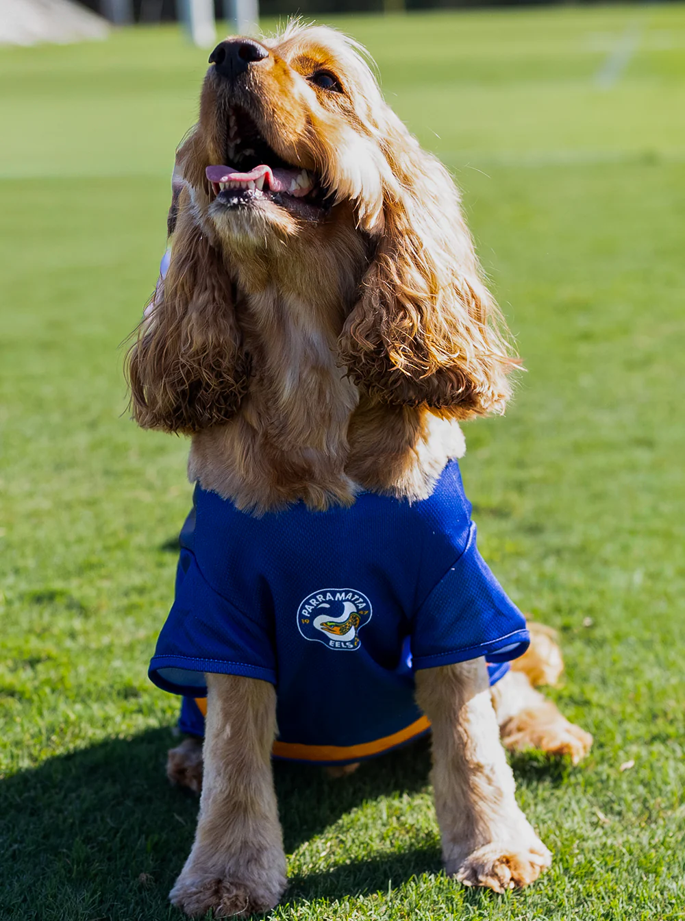 Parramatta Eels NRL Pet Jersey - Image 4